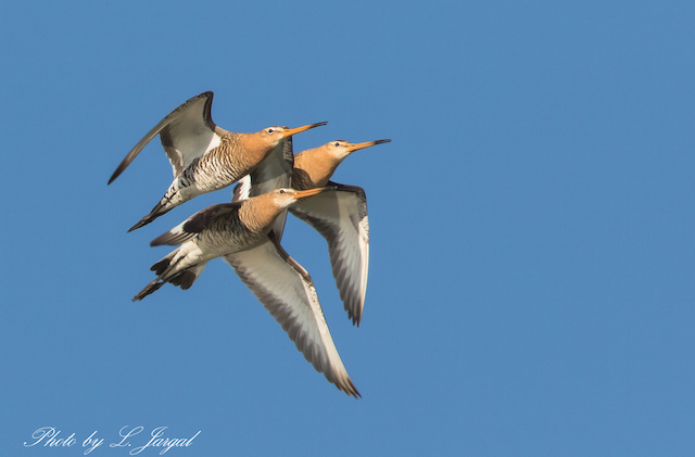 Морин цууцал (Limosa limosa)